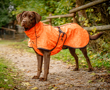 Hunde